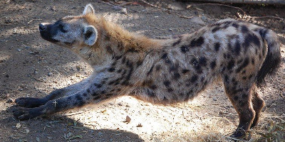 photo of a spotted hyena stretching